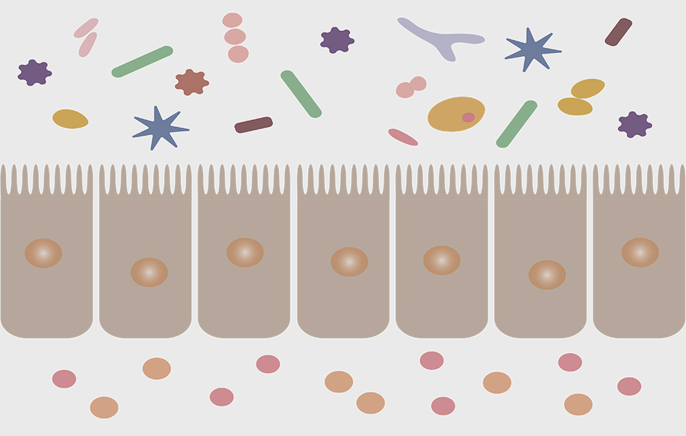 Microbiota desequilibrada